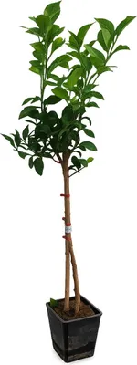 Produktbild von Amalfitano Zitronenbaum 120–140 cm im Topf – Echter Citrus Limon, mediterraner Zitronenbaum für Terrasse, Balkon & Wintergarten