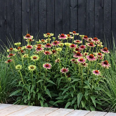 Produktbild von Stauden Gänge 1 x Echinacea purpurea 'Green Twister' - Grüner Purpur-Sonnenhut, 80-100 cm - winterhart, mehrjährig, 9x9 cm Topf