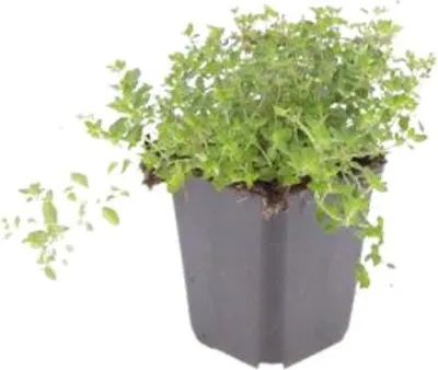 Image de Lot de thym serpolet - 48 plants Ø9cm - Thym serpolet parfumé, couvre-sol