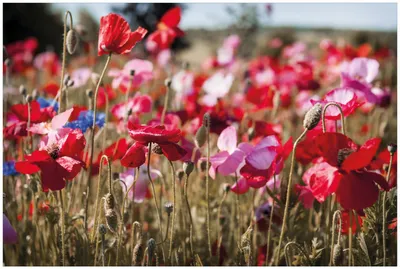 Produktbild von Wallario Premium Glasbild, freischwebende Optik, kräftige Farben, Größe 90 x 60 cm Motiv Mohnblumen am Rande eines Feldes