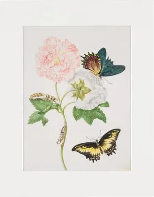 Produktbild von Maria Sibylla Merian - gerahmter Druck "Confederate Rose"