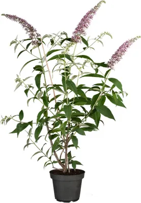 Produktbild von Buddleja davidii 'Pink Delight', Schmetterlingsflieder, rosa, 40–60 cm