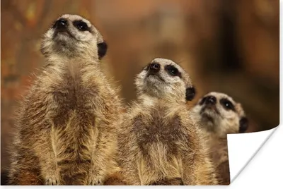 Produktbild von MuchoWow® Poster Sonne - Erdmännchen - Familie 180x120 cm - Fotoplakat