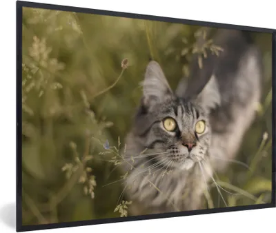 Produktbild von MuchoWow® Gerahmtes Poster Eine Maine Coon-Katze im hohen Gras 90x60 cm - Poster mit Schwarzem Bilderrahmen Wandposter Rahmen Foto Bilder - Fotorahmen - Foto-Plakat
