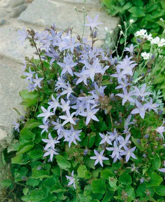 Zdjęcie produktu dla Campanula poscharskyana, zimozielona, odmiana "Lisduggan", w doniczce o pojemności 9 cm