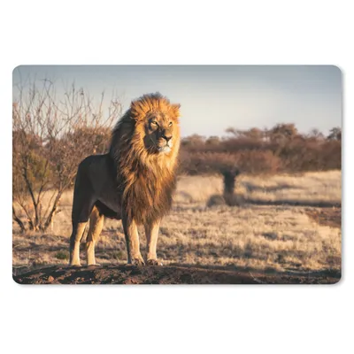 Produktbild von MuchoWow® Schreibtischunterlage Löwe - Hügel - Sonne 60x40 cm - XXL Mauspad - Großes Mauspad