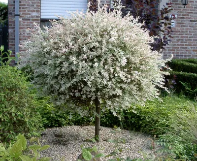 Produktbild von Salix Hakuro Nishiki japanische Harlekin Weide Stamm Stämmchen versch. Größen, Höhe:Stamm 100 cm