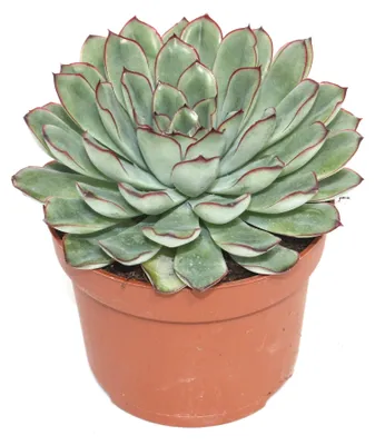Image de Echeveria pulidonis - grande plante en pot de 12 cm