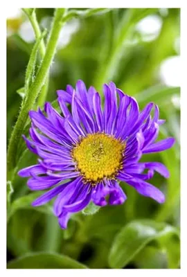 Produktbild von Einjährige Sukkulente Mittagsblume Mischung Blumensamen, Bodendecker, ca. 10 cm Wuchshöhe