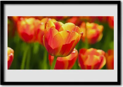 Produktbild von Bild 70x50 MDF-Rahmen Wandkunst Tulpen Blumen Pflanze
