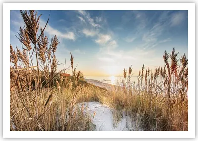 Produktbild von Poster - Poster ohne Rahmen - Ähren Küste Sonne - 100x70 cm - Wand Bild - Wanddeko - Wandbilder - Kunstposter - Wandposter - Bilder - Kunstdruck - Wanddekoration - Wandbild - P2XAA100x70-4653