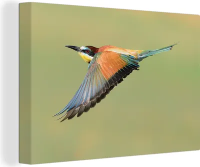 Produktbild von OneMillionCanvasses® - Leinwandbilder - 140x90 cm, Ein Bienenfresser fliegt, Wandbilder Kunstdruck Wanddekoration - Foto auf Leinwand - Gemälde auf Holzrahmen