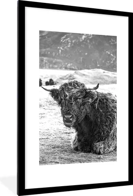 Produktbild von MuchoWow® Gerahmtes Poster Schottischer Highlander - Berg - Tiere 60x90 cm - Poster mit Schwarzem Bilderrahmen Wandposter Rahmen Foto Bilder - Dekoration - Wandposter Wohnzimmer - Hochwertig