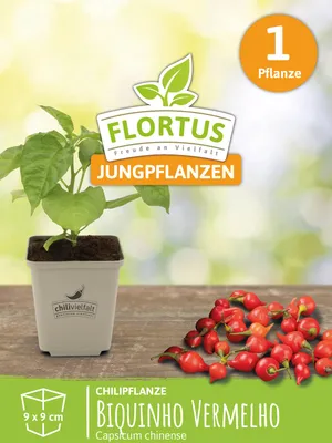 Produktbild von Chilipflanze Biquinho Vermelho | Chilipflanzen von FLORTUS, Menge:1 Pflanze