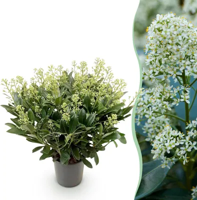 Productafbeelding van Skimmia japonica Finchy - Bloem Wit - 40+ Bloemen - Winterhard - 50-60cm - Ø19cm - Tuinplant