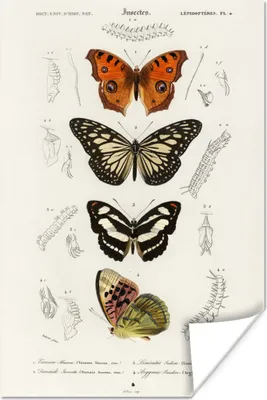 Produktbild von MuchoWow® Poster Schmetterling - Vintage - Insekten 80x120 cm - Papierdruck