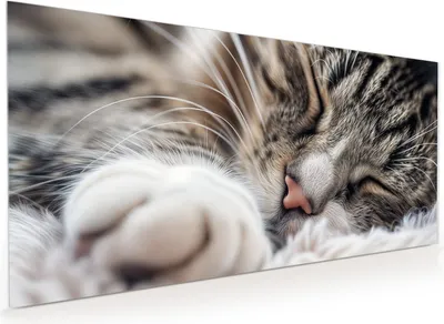 Produktbild von Küchenrückwand Spritzschutz Glas mit Motiv Schlafende Katze 40 x 40 cm