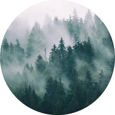 Produktbild von Sticker rund WALD IM NEBEL Bäume Pflaznen Natur Landschaft 3D Wandtattoo Aufkleber Wohnzimmer Gästezimmer 100 cm x 100 cm