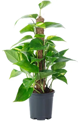 Produktbild von Efeutute am Moosstab - pflegeleichte Zimmerpflanze, Epipremnum aureum - Höhe ca. 50 cm, Topf-Ø 15 cm