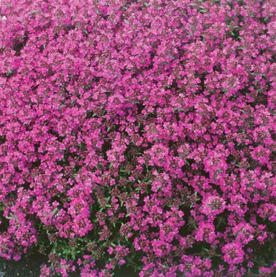 Produktbild von Thymus praecox 'Red Carpet', Teppich-Thymian, rotblühend, ca. 9x9 cm Topf