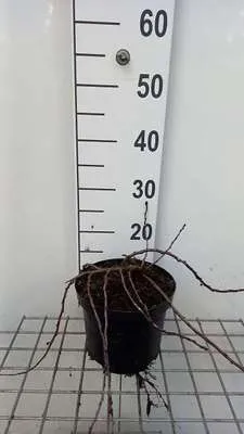 Produktbild von Prunus pumila 'Depressa' - Japanische Zierkirsche 25- 30 cm - Container