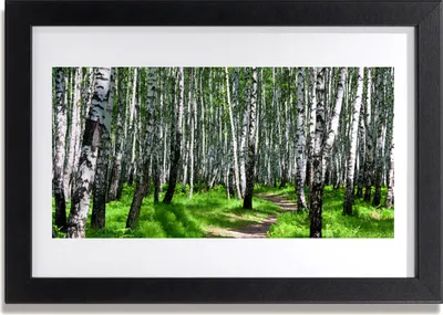 Produktbild von Bild 30x20 MDF-Rahmen Wandkunst Grass Bäume Natur
