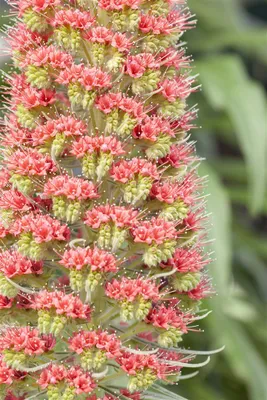 Produktbild von Echium russicum, Roter Natternkopf, ca. 9x9 cm Topf