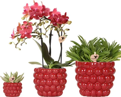 Produktbild von Pflanzenset Rote Phalaenopsis Orchidee Congo & Sukkulenten Zimmerpflanze Blüten