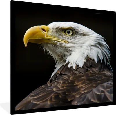 Produktbild von MuchoWow® MuchoWow® Gerahmtes Poster Adler - Vogel - Gelb 40x40 cm - Poster mit zchwarzem Bilderrahmen - Mit Rahmen - Wanddekoration Schlafzimmer