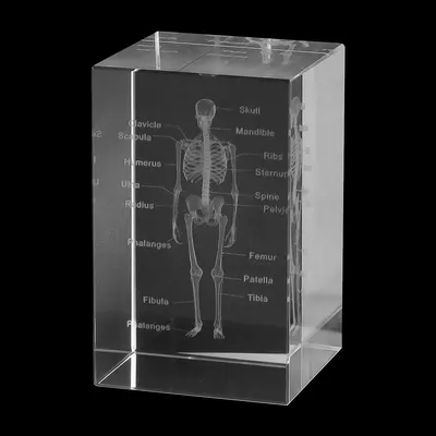 3D Kristall-Skelettmodell, 5x5x8 cm, transparent, Anatomie Lernmodell