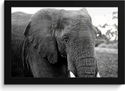 Produktbild von MuchoWow® MuchoWow® Gerahmtes Poster Elefant - Tiere - Schwarz - Weiß - Natur 30x20 cm - Poster mit zchwarzem Bilderrahmen - Kunstdruck - Bild-Poster