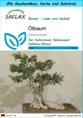 Produktbild von SAFLAX Geschenk Set - Ölbaum - Olea europea - 20 Samen - Mit Geschenkbox, Versandaufkleber, Geschenkkarte und Anzuchtsubstrat