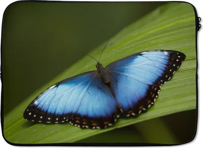 Produktbild von MuchoWow® Laptop Hülle 14 ZollMorpho Schmetterling auf Blatt Laptoptasche - Laptoptasche - Stoßsicher - Schutzhaube