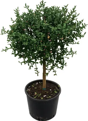 Produktbild von Kaviar-Limette (Microcitrus australasica) – 70–80 cm mit Topf, rote Fingerlimette, exotische Zitruspflanze