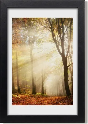 Produktbild von Bild 20x30 MDF-Rahmen, Wandkunst Herbstwald