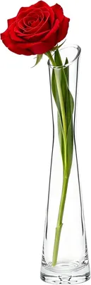 Obrázok produktu pre Sklenená váza na kvety, užší hrdlo, výška 25 cm, priemer 4 cm, vhodná do domácnosti
