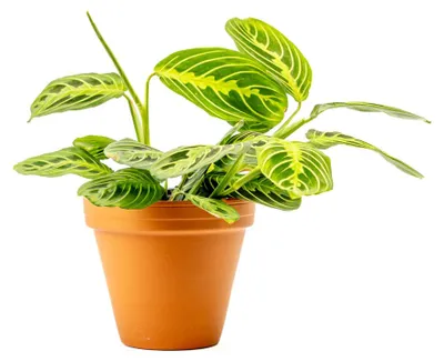 Obrázok produktu pre Gardners Marantha leuconeura Lemon Lime Green, priemer 12 cm