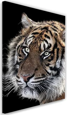 Produktbild von Leinwandbild tiger auf schwarzem hintergrund 40x60 cm Feeby braun wandbild bereit zum aufhängen