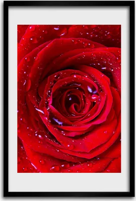 Produktbild von Bild - Bilderrahmen - 40 cm x 60 cm - MDF - Rahmen - Wandkunst - Rote Rose