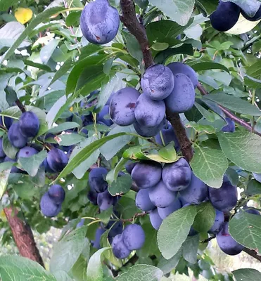Produktbild von Pflaumenbaum ´TOPKING´ Unterlage Myrobalan, wurzelnackt