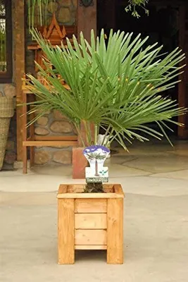 Zdjęcie produktu dla Chińska palma konopna ok. 50 cm Trachycarpus fortunei
