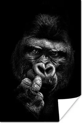 Produktbild von MuchoWow® Poster Nahaufnahme Gorilla auf schwarzem Hintergrund - schwarz und weiß 80x120 cm - Papierdruck