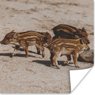 Produktbild von MuchoWow® Poster Baby - Wildschweine - Wild 100x100 cm - Babyzimmer