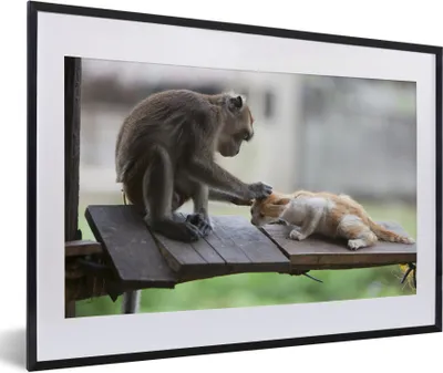 Produktbild von MuchoWow® MuchoWow® Gerahmtes Poster Katze - Affe - Holz 60x40 cm - Poster mit zchwarzem Bilderrahmen - Schlafzimmer - Plakat in Rahmen - Drucken