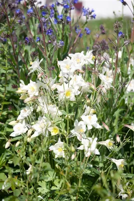 Produktbild von Aquilegia vulgaris 'Winky Weiß-Weiß', Akelei, weiß, ca. 9x9 cm Topf