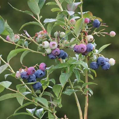 Produktbild von Hortblue Petite ® Heidelbeere Balkonheidelbeere Blaubeere für den Balkon oder Terrasse 30-40 cm