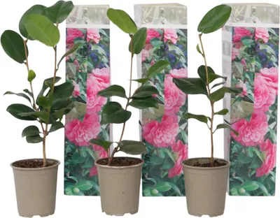 Image de Camélia - Set de 3 - Camellia japonica 'Bonomiana' - Hauteur 25-40cm - ⌀9cm