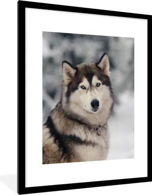 Produktbild von MuchoWow® Gerahmtes Poster Porträt eines Huskys 60x80 cm - Poster mit Schwarzem Bilderrahmen Wandposter Rahmen Foto Bilder - Wohnzimmer - Dekorationen - Prämie