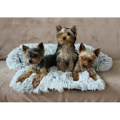Image de Merco Petsofa lit pour chien gris clair taille S