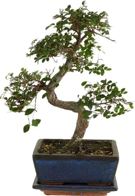 Zdjęcie produktu dla Bloomique - Bonsai Zelkova - Kształt litery S - Drzewko bonsai - Rośliny doniczkowe - Wysokość 20-30 cm - Szerokość 15 cm - W zestawie doniczka ceramiczna i miska